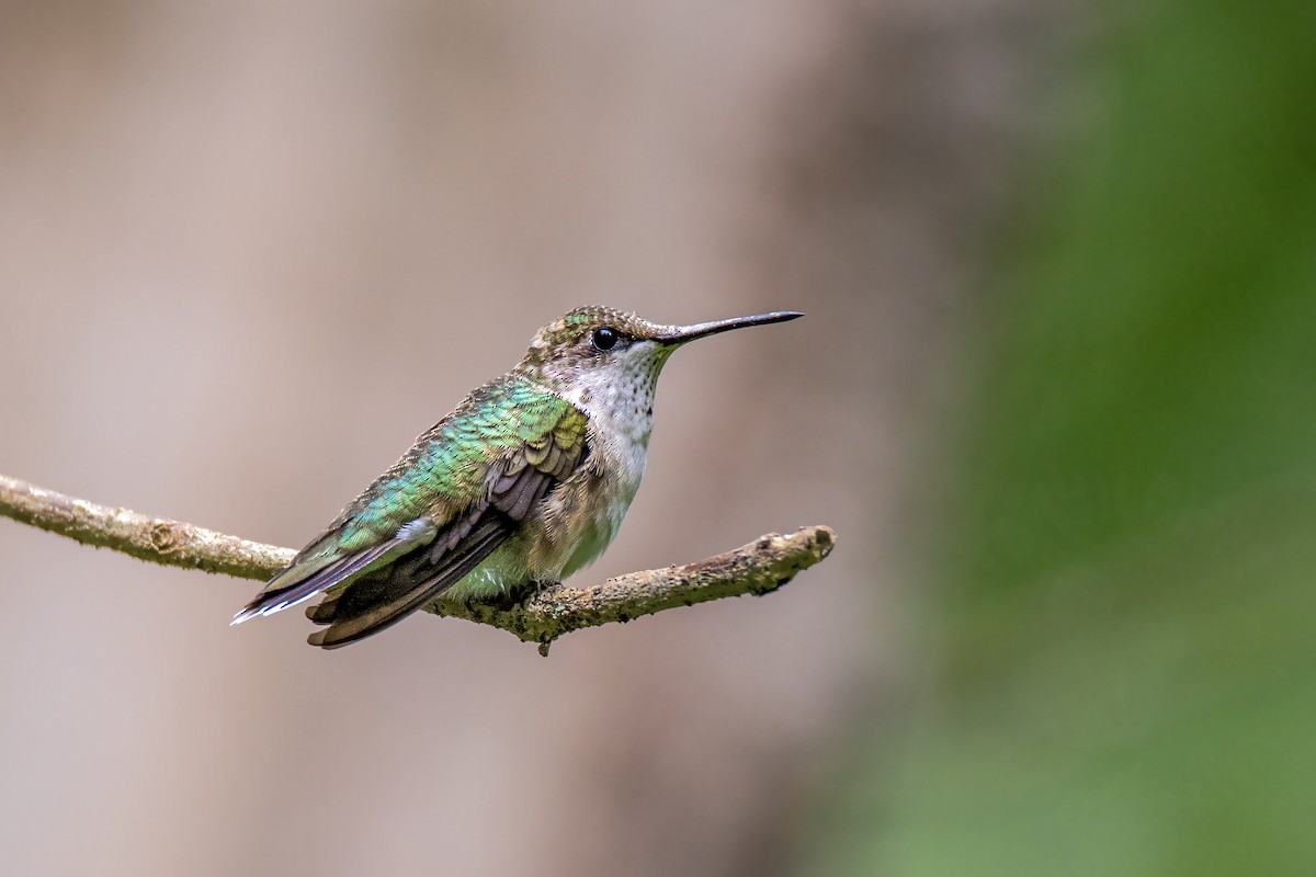 Ruby-throated Hummingbird - Troy Bynum