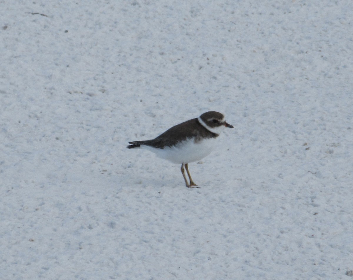 Semipalmated Plover - ML375605211
