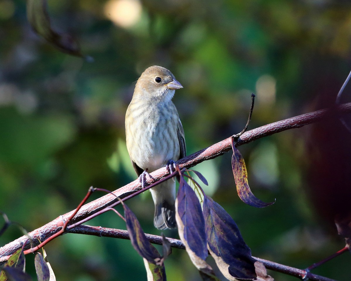 Indigo Bunting - ML375605931