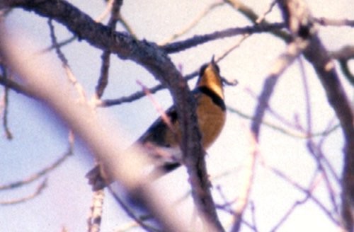 Varied Thrush - ML37560721