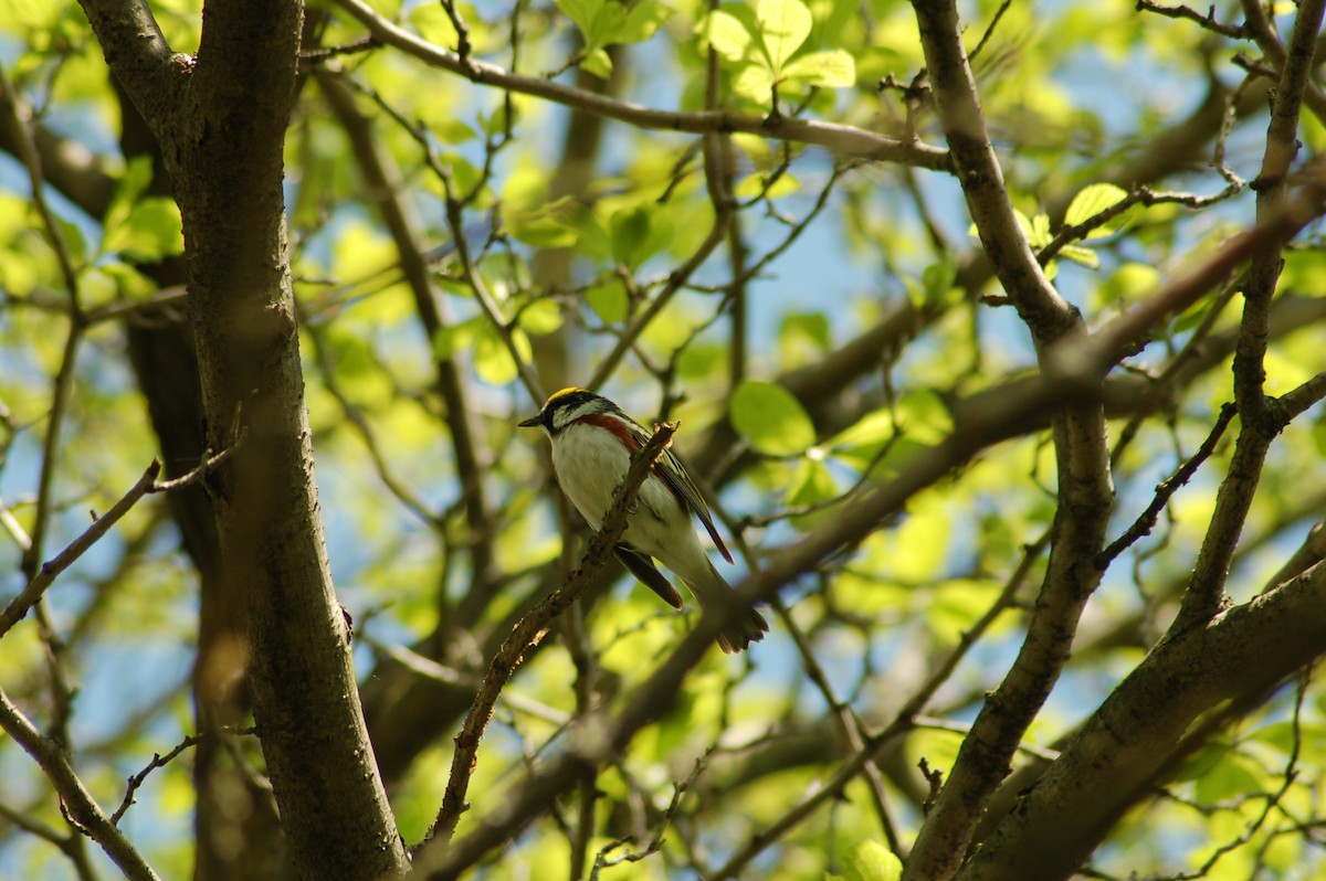 Chestnut-sided Warbler - Daniel Lebbin