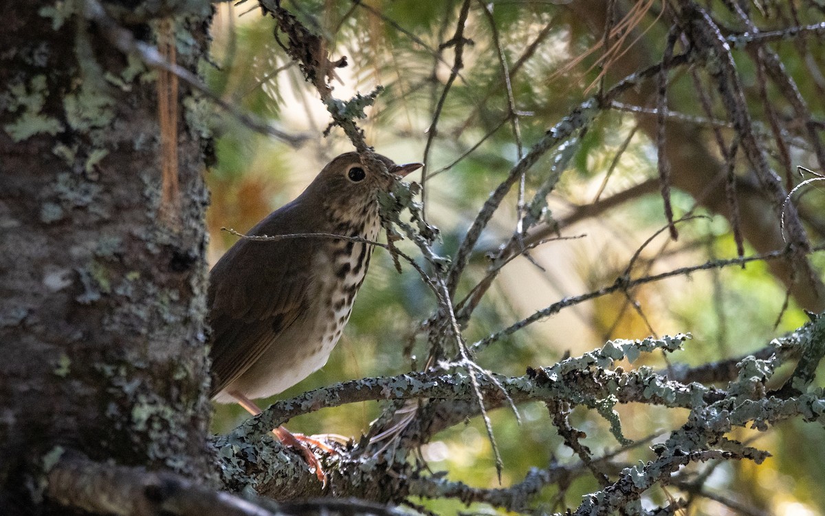 Hermit Thrush - ML375607801