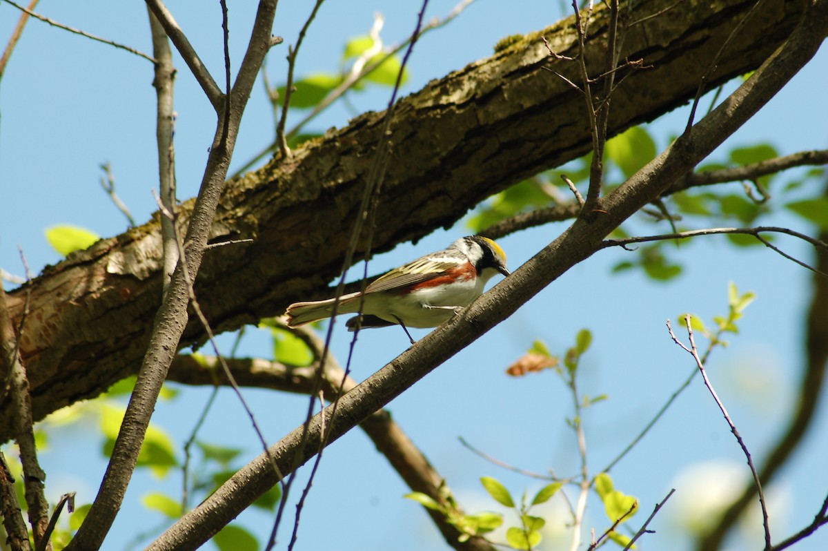 Chestnut-sided Warbler - Daniel Lebbin