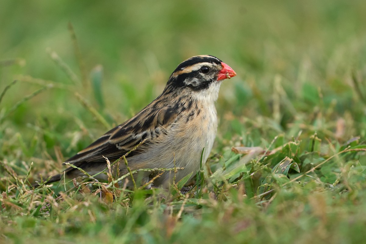 Pin-tailed Whydah - Jonathan Casanova