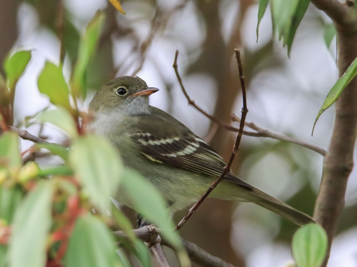 Small-billed Elaenia - ML375609051