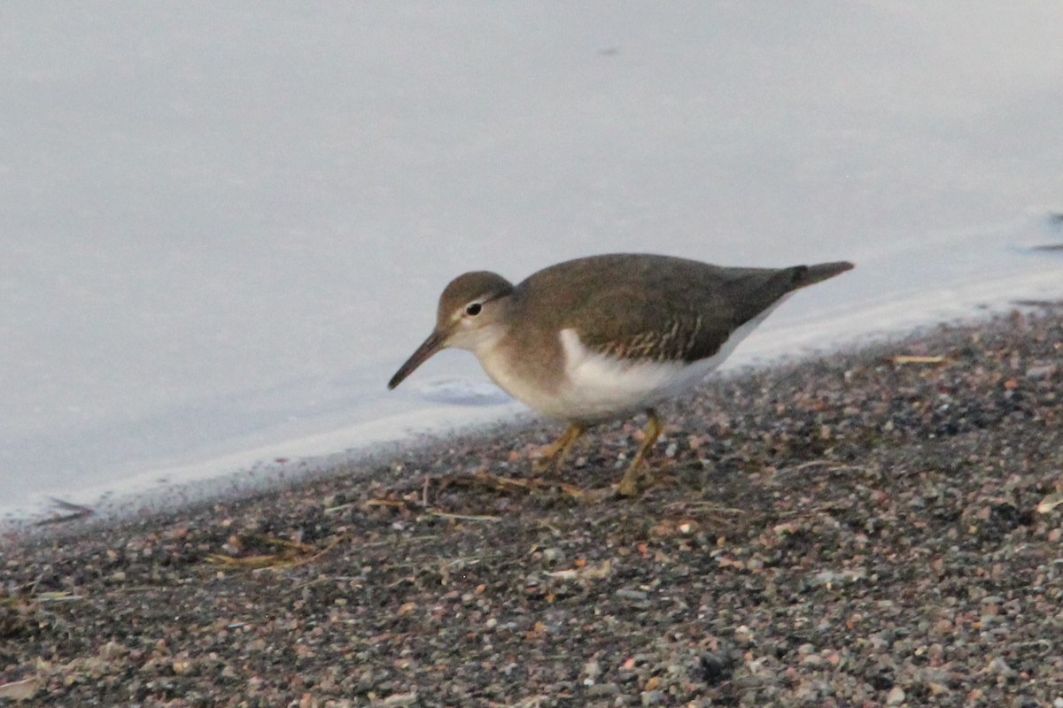 Spotted Sandpiper - ML375609321