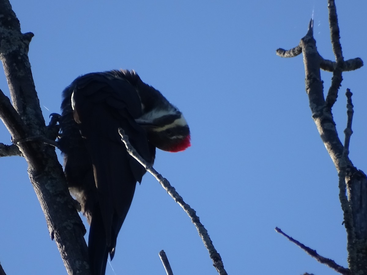 Pileated Woodpecker - ML375612511