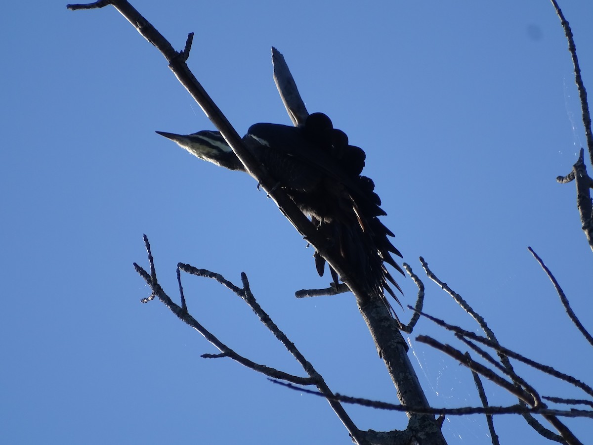 Pileated Woodpecker - ML375612521