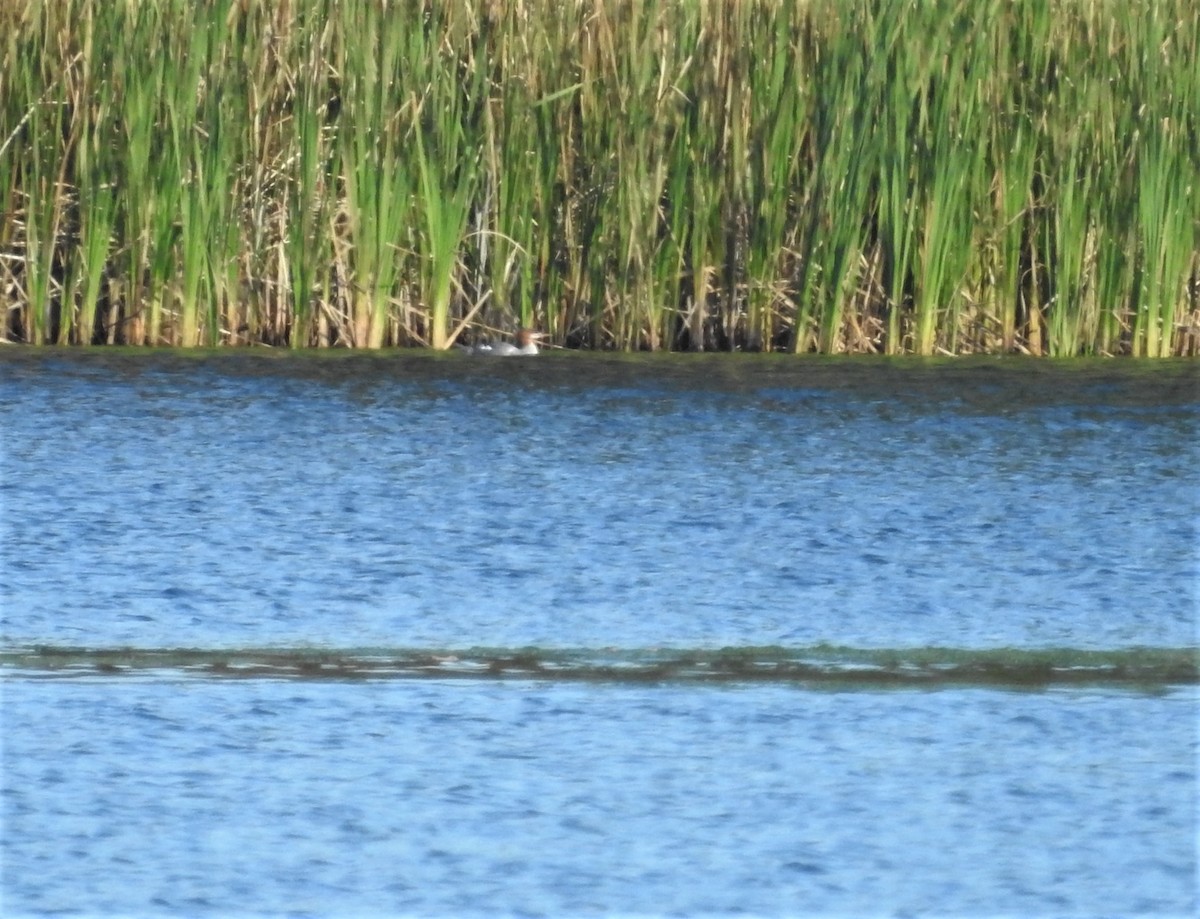 Common Merganser - ML375613271