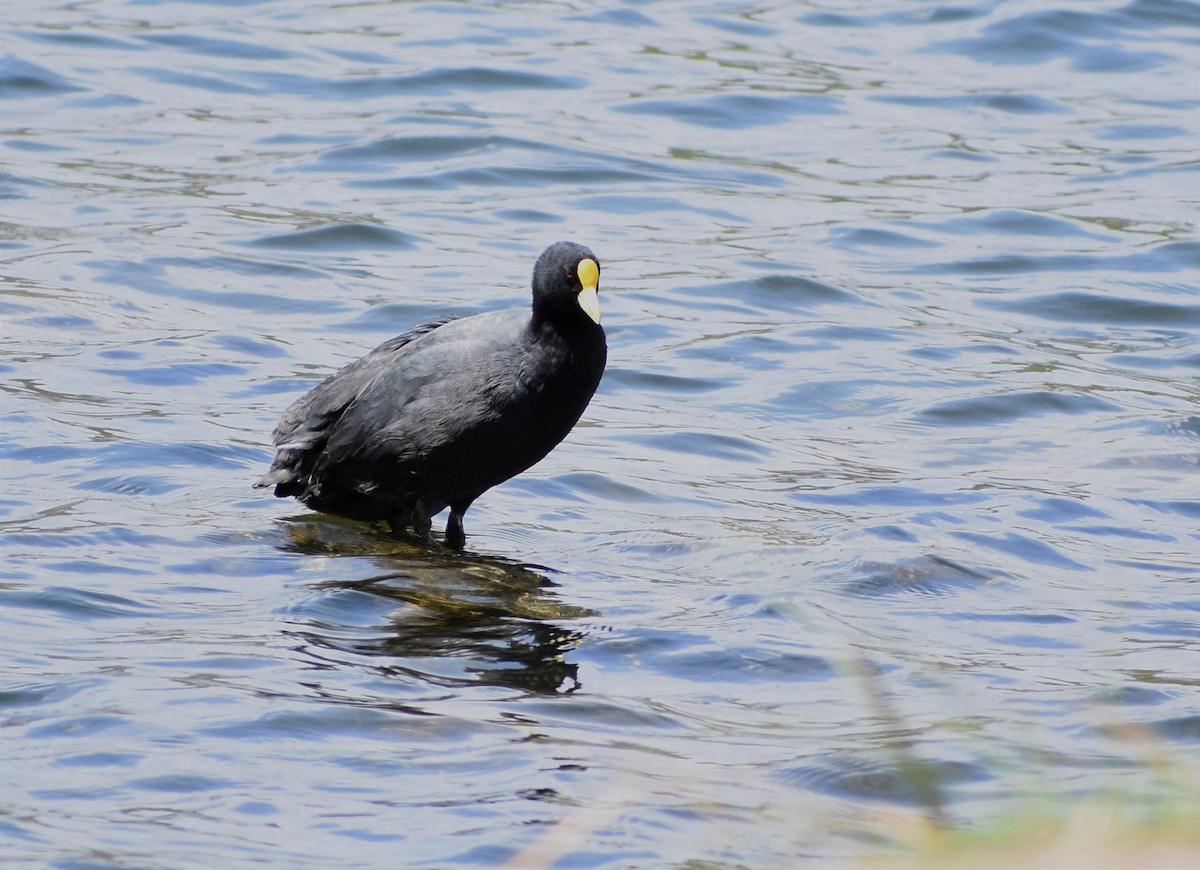 White-winged Coot - ML375614881