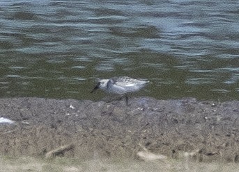 Sanderling - ML375615871