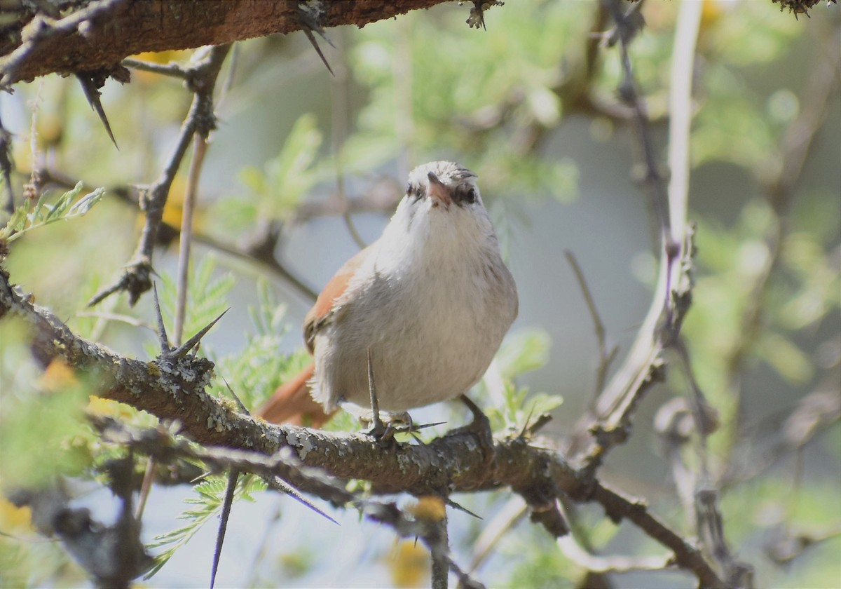 Stripe-crowned Spinetail - ML375616191