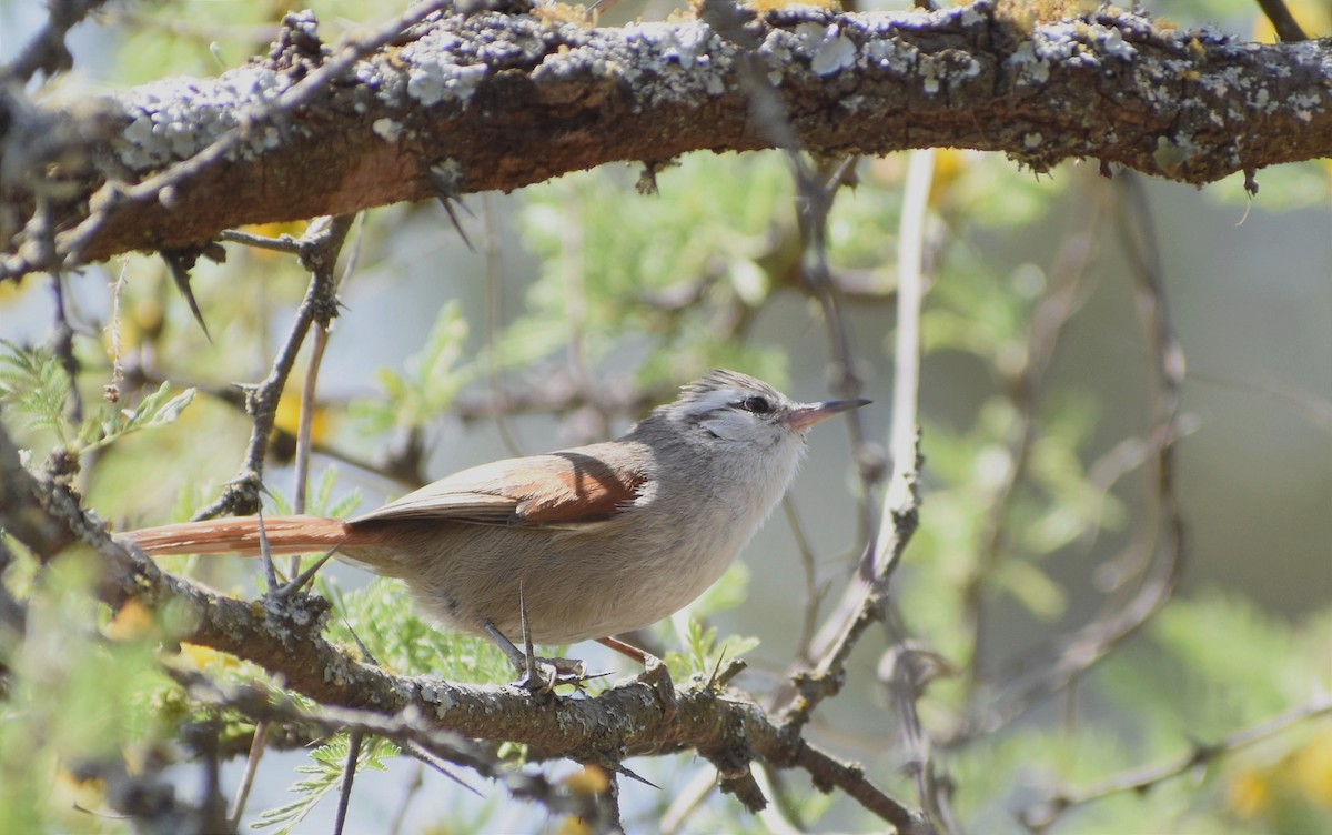 Stripe-crowned Spinetail - ML375616201