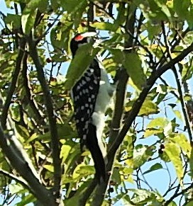 Hairy Woodpecker - ML375618561