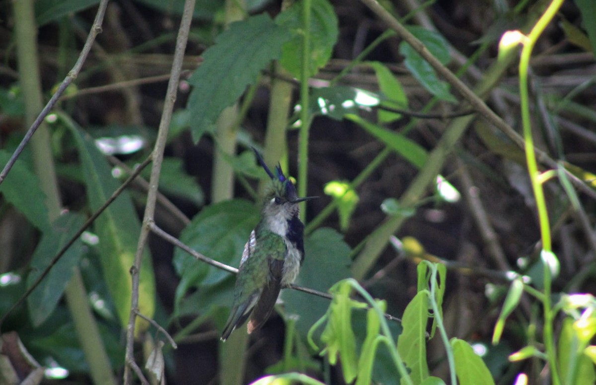 kolibřík paraguayský - ML375619601