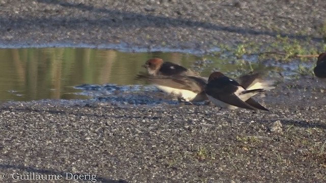 Golondrina Ariel - ML375621231