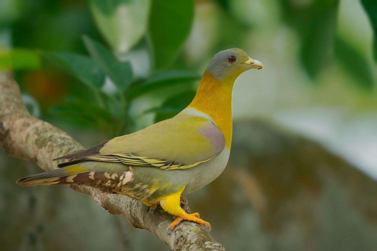 Yellow-footed Green-Pigeon - Rajkumar Das