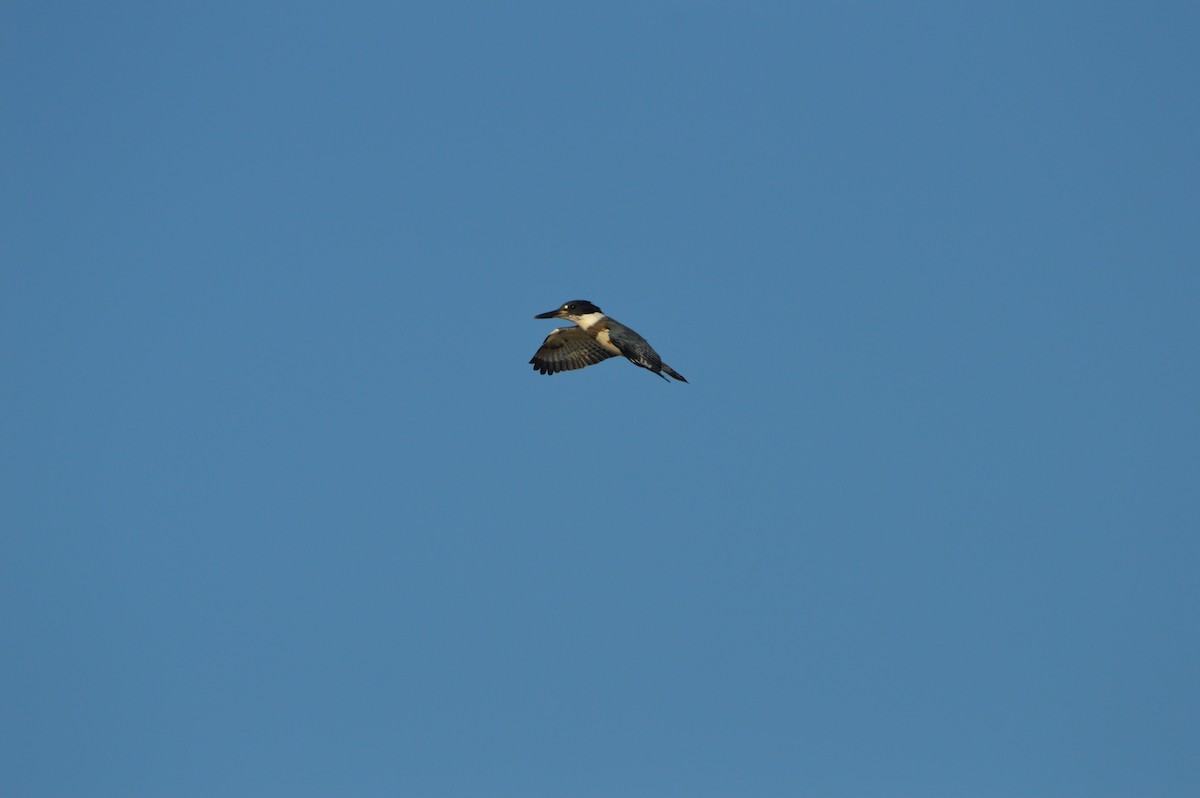 Belted Kingfisher - ML375622151