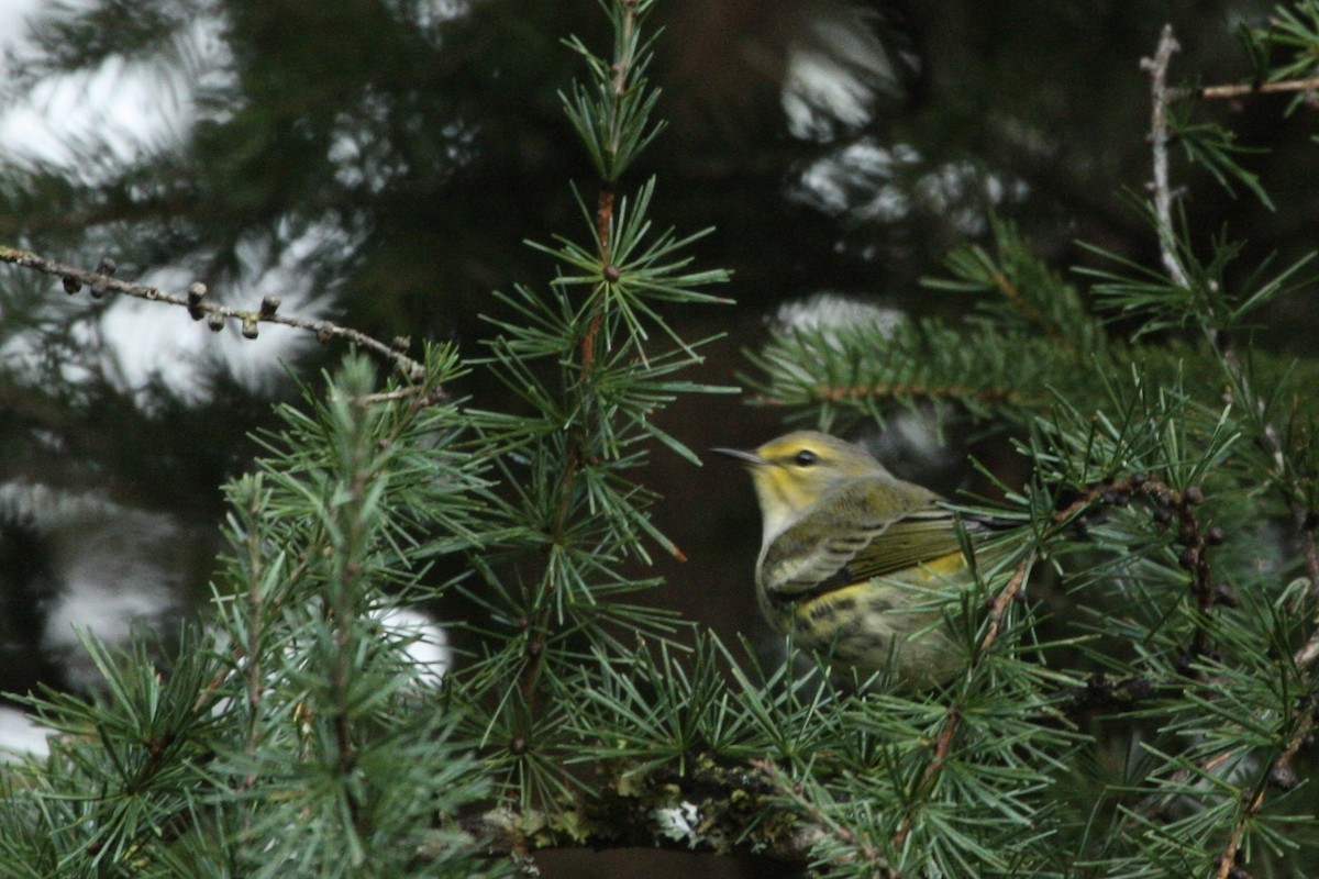 Cape May Warbler - ML375622281