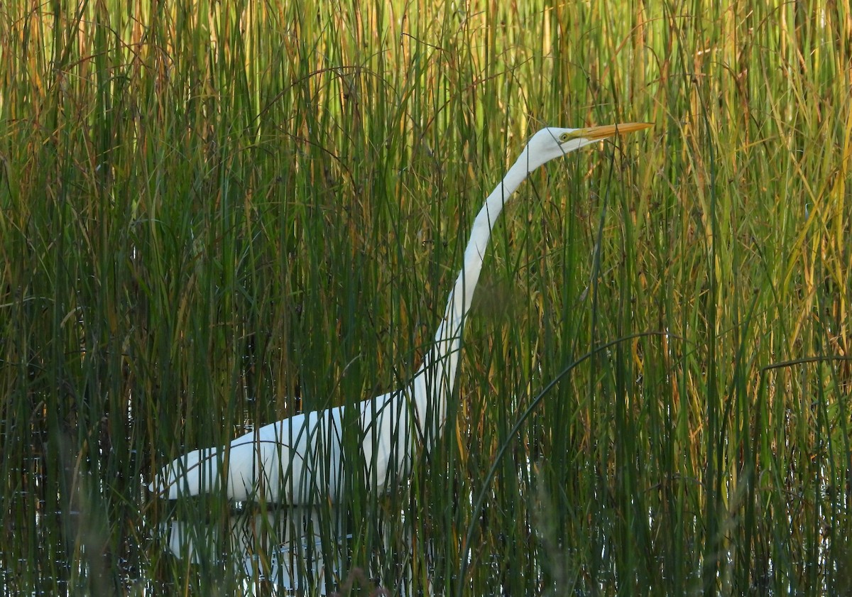 Great Egret - Jean W. Côté