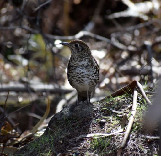 Bassian Thrush - Angela Hansen