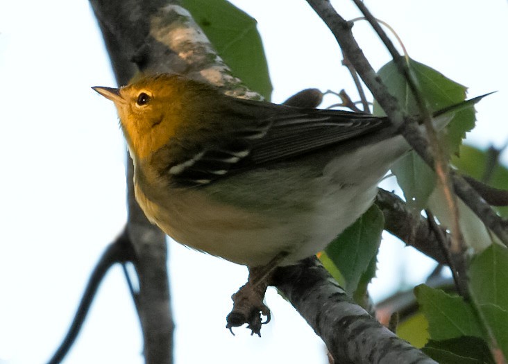 Paruline rayée - ML375627401