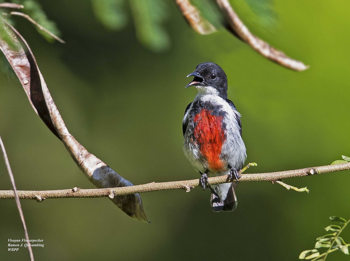 Black-belted Flowerpecker - Ramon Quisumbing