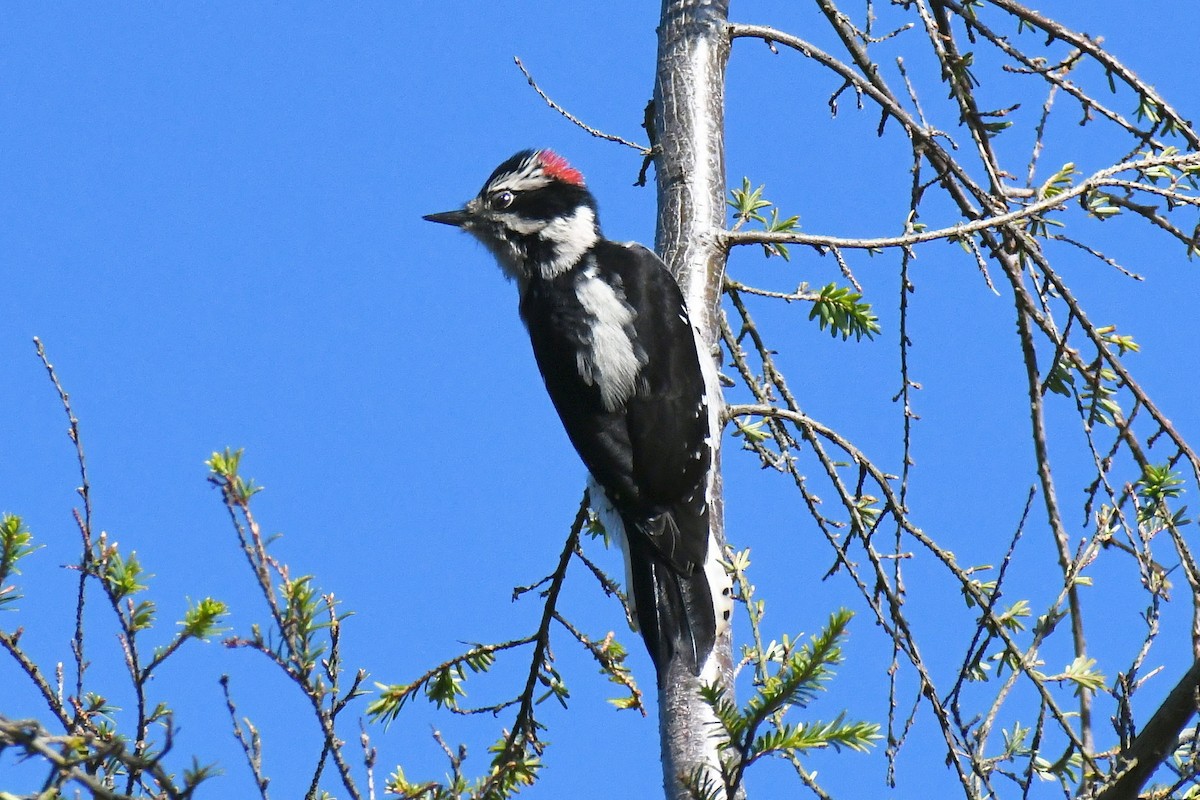 Downy Woodpecker - ML375630311