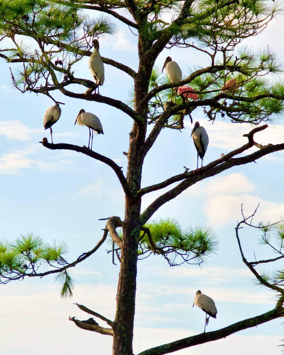 Wood Stork - ML375632701