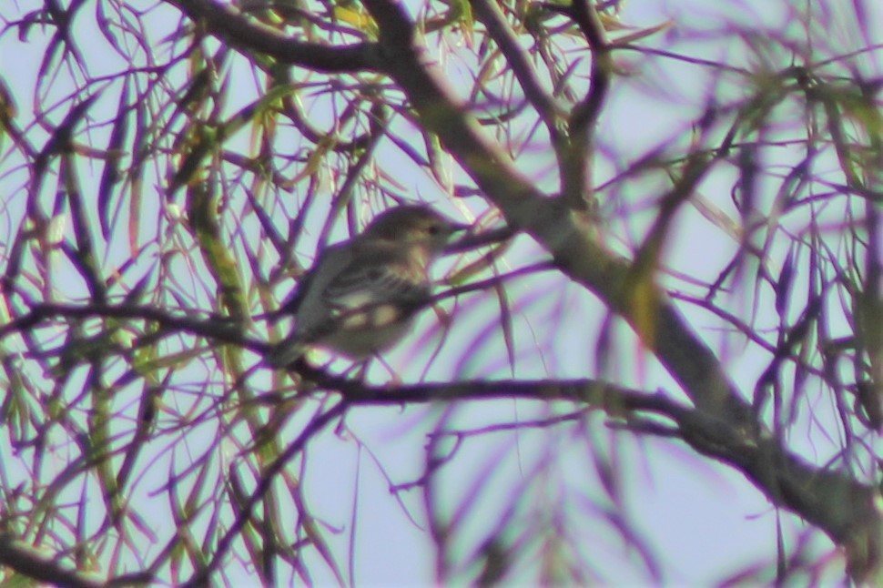 White-winged Triller - Leonie Beaulieu