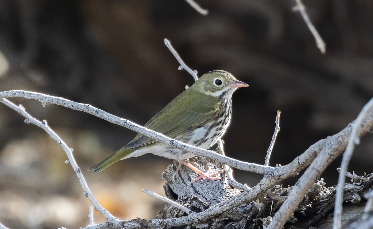 カマドムシクイ - ML375634501