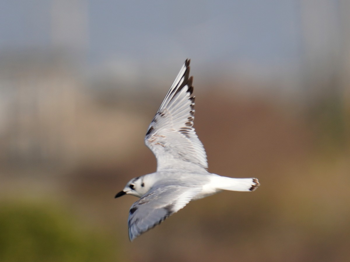 Saunders's Gull - ML375635361