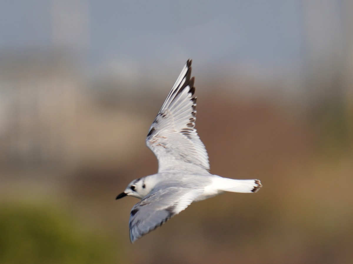 Gaviota de Saunders - ML375635361