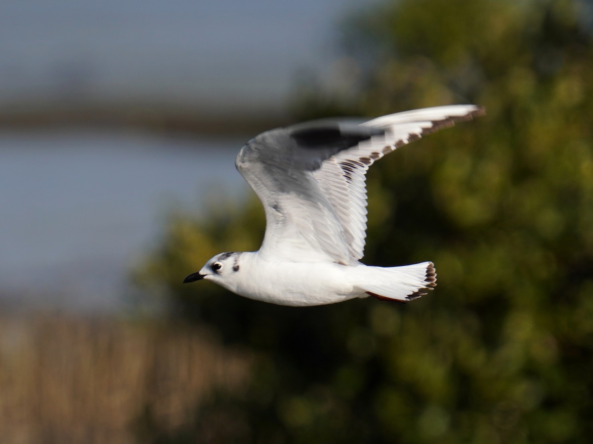 Saunders's Gull - ML375635371