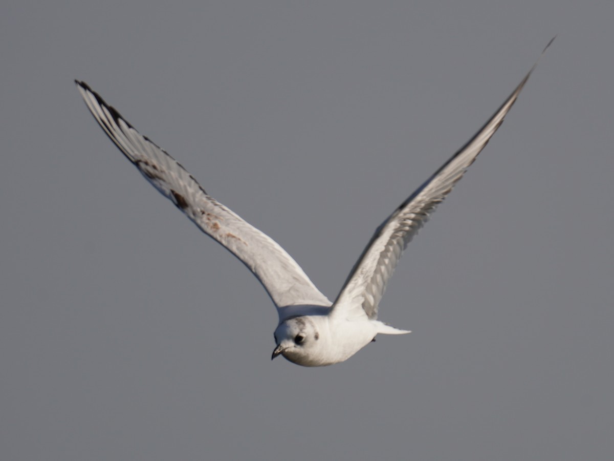 Saunders's Gull - ML375635381