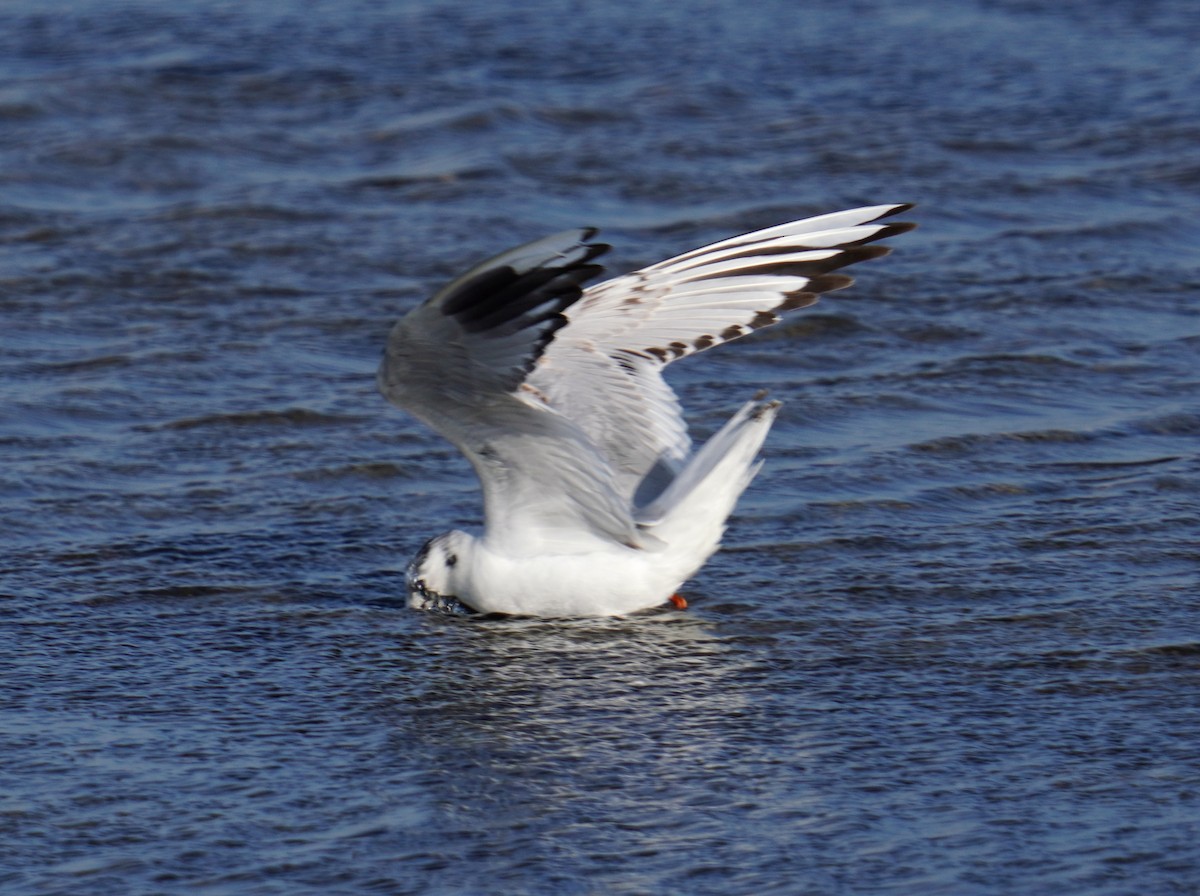 Saunders's Gull - ML375635491