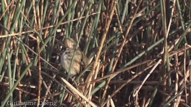 Little Grassbird - ML375635551