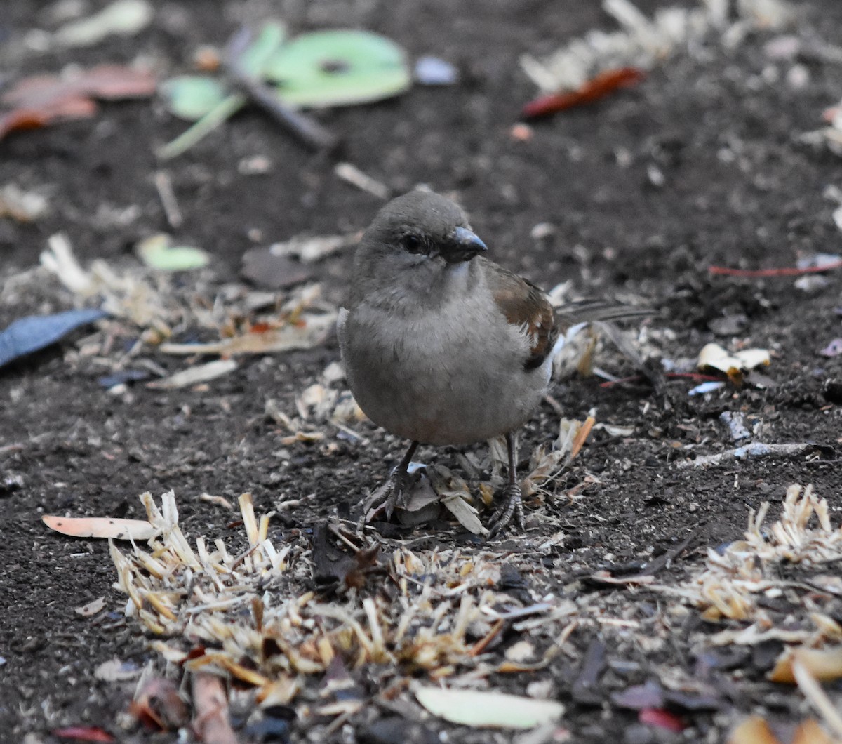 Southern Gray-headed Sparrow - ML375635601