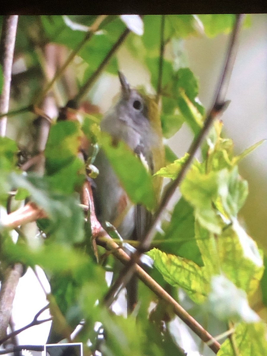 Chestnut-sided Warbler - ML375635701