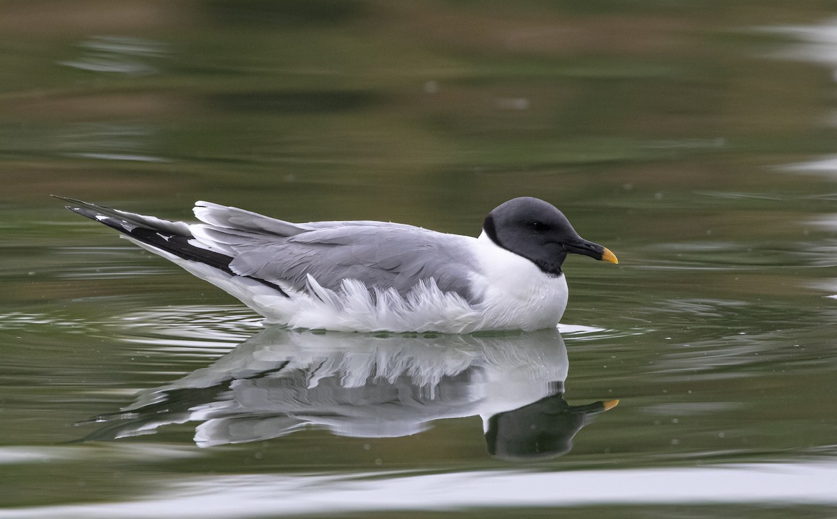 Sabine's Gull - ML375636191