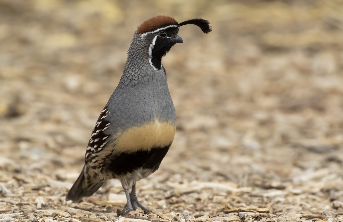 Gambel's Quail - Brandon Miller