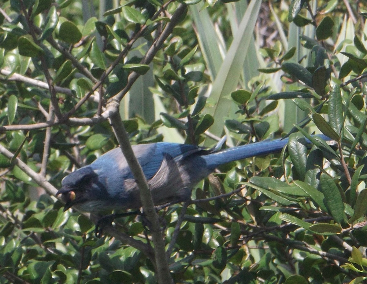 Florida Scrub-Jay - ML375636811