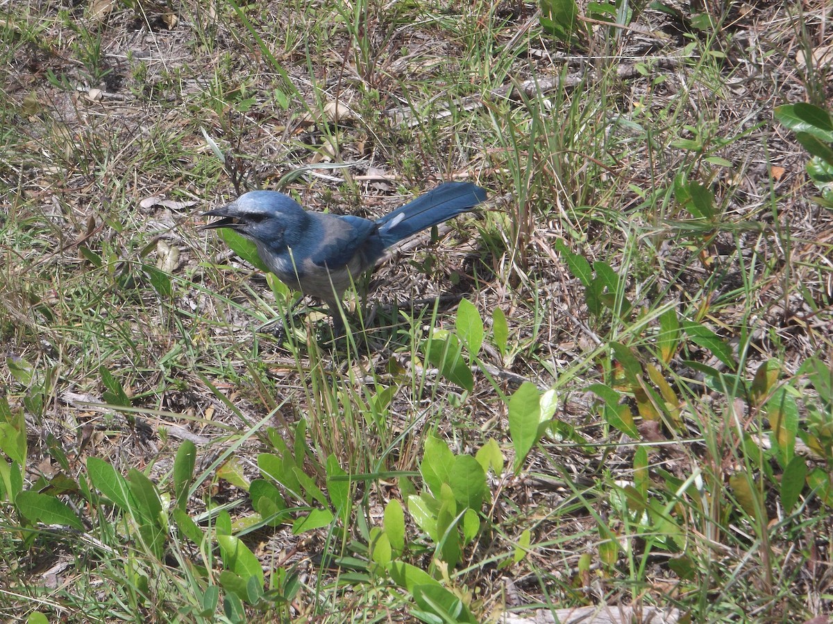 Florida Scrub-Jay - ML375636881