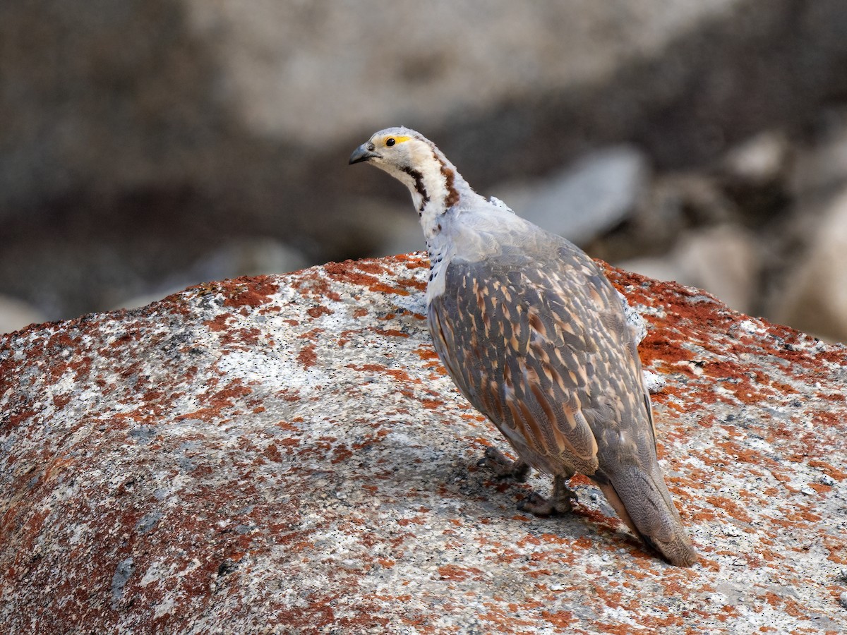 Himalayan Snowcock - ML375638881