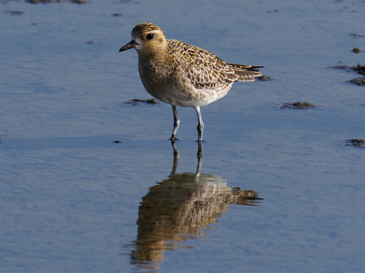 Chorlito Dorado Siberiano - ML375639891