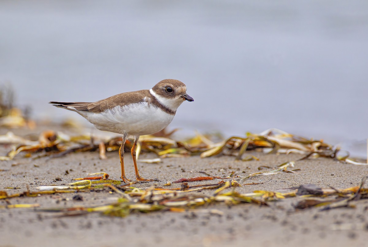 Semipalmated Plover - ML375640871