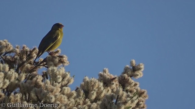 European Greenfinch - ML375641021