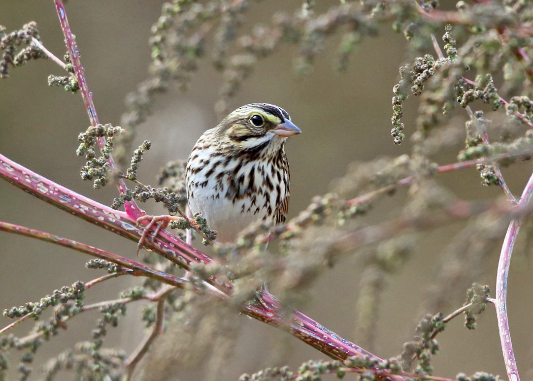 Savannah Sparrow - Tom Murray