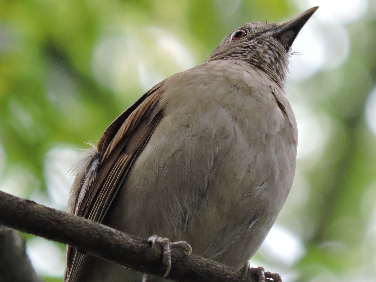 Pale-breasted Thrush - ML375642921