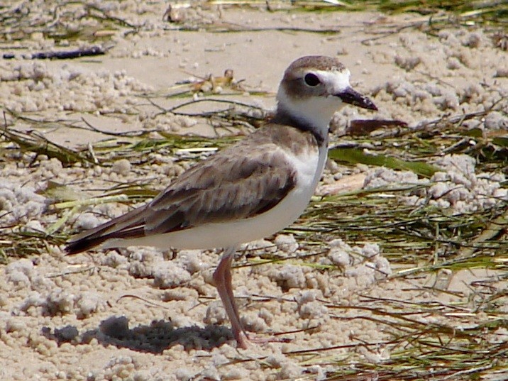 Wilson's Plover - ML37564301